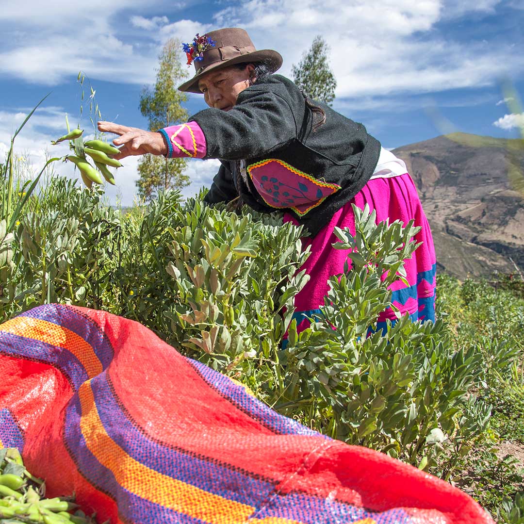 Ayacucho