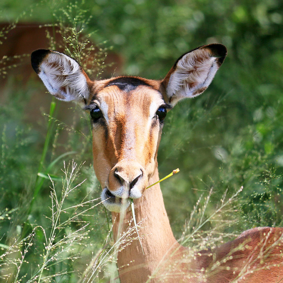 Parque nacional Kruger